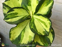 hoya-pachyclada-variegata