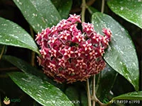 Hoya-Pubicalyx3