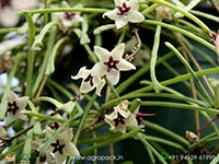 Hoya-Retusa6
