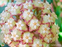 Hoya-finlaysonii2