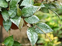 Hoya-krohniana3