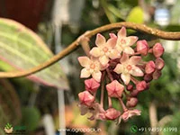 Hoya-latifolia-macrophylla5