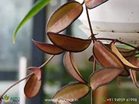 Hoya-rosita4