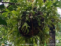 huge-staghorn-fern