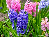 hyacinth