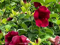 hybrid-allamanda-red-flower