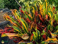 hybrid-croton