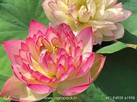 hybrid-multiple-shade-lotus