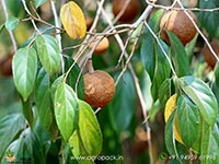 hydnocarpus-pentandrus