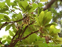 Iluppai-Madhuca-longifolia3