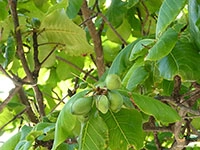 Indian-Almond1