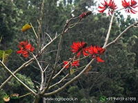 indian-coral