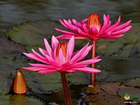 indian-red-water-lily