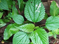 indian-stinging-nettle