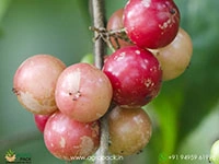 indian-plum