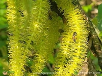 Indian-willow-Salix-tetrasperma1
