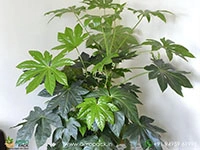 Japanese-Aralia1