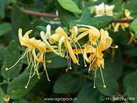 japanese-honeysuckle