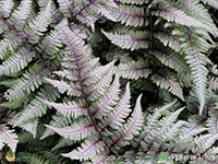 japanese-painted-fern