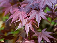 Japanese-Red-Maple1