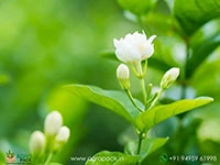 Jasmine4