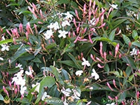 jasminum-polyanthum