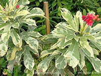 Jatropha-Red-Variegated1