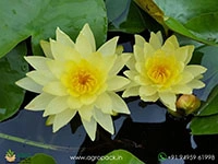 joey-tomocik-hardy-water-llily