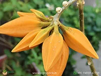 Juanulloa-mexicana-Gold-Finger2