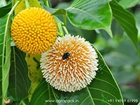 kadamba-anthocephalus-cadamba