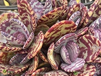 Kalanchoe-Humilis1