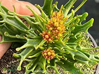 kalanchoe-tarantula-succulent