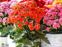 kalanchoe