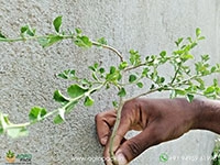 kurunthotti-sida-rhombifolia