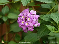 lantana-purple