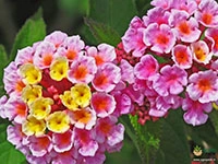 lantana