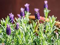 Lavender2