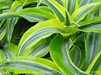 lemon-surprise-dracaena
