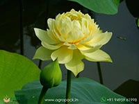 linting-chun-ai-lotus