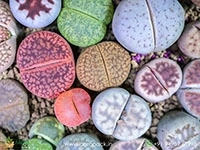 lithops-living-stones