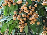 longan