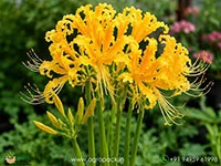 Lycoris-Aurea-Yellow-Spider-Lily1