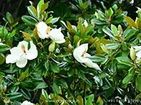Magnolia-White-Champaca3
