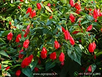 Malvaviscus-penduliflorus-Mexican-Turks-Cap-Hibiscus5