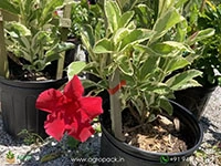 Mandevilla-Variegated-Red2