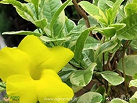 mandevilla-variegated-yellow