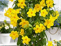 mandevilla-yellow