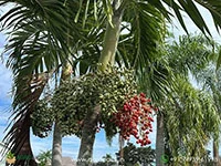 Manila-Palm5