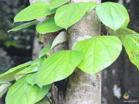 Maramanjal1