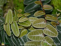 marcgravia-umbellata